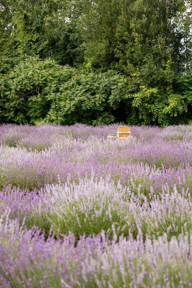 Photo by Claudia Rancourt a bench in a field of lavender flowers